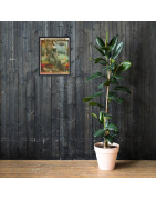 Sirena of the Deep - Framed Print