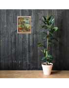 Sirena of the Deep - Framed Print