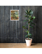 Sirena of the Deep - Framed Print