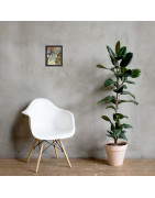Wistful Reverie - Framed Matte Print