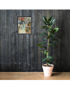 Wistful Reverie - Framed Matte Print