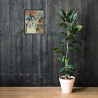 Wistful Reverie - Framed Matte Print