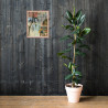 Wistful Reverie - Framed Matte Print