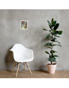 Wistful Reverie - Framed Matte Print