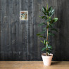 Wistful Reverie - Framed Matte Print